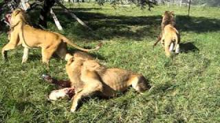 Lion Feeding Time  Antelope Park [upl. by Anwahs11]