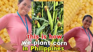 THIS IS HOW WE PLANT CORN IN PHILIPPINES BY BUHAY FILIPINA [upl. by Corette147]