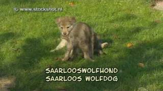 saarloos wolfdog  saarlooswolfhond amp puppies [upl. by Llen]