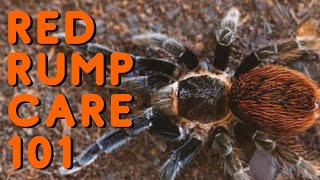 Mexican Red Rump Tarantula Care  Good Tarantulas for Beginners Tliltocatl vagans [upl. by Coonan]