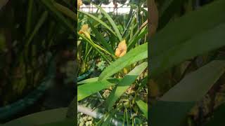 Oncidium trin egert orchidworld orchidsgarden orchidgarden nature [upl. by Elodia773]