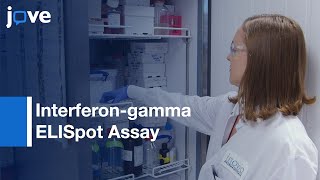 Interferongamma ELISpot Assay to Measure T Cell Responses  Protocol Preview [upl. by Ceciley352]