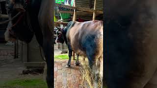 গরু guru cow goru amba hamba cow videos gorur video guru guru goro guru tiktok গরুর ভিডিও goluviral [upl. by Nosila616]