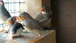 Zebra Finches FightingAVI [upl. by Kevon]