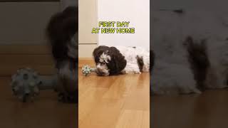 Lagotto Romagnolo Puppy 8 weeks old dog puppy funny pets animals funnydog animal [upl. by Tsui]