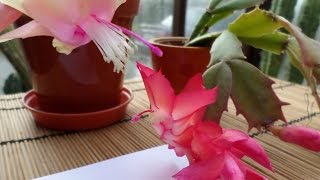 How to cross pollinate a Christmas Cactus  Schlumbergera  Orchid cactus [upl. by Durst426]