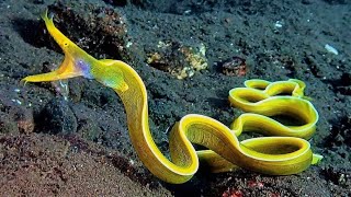 10 Amazing Sea Creatures Youve Never Seen Before [upl. by Dael327]