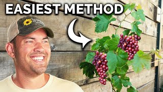 Backyard Grape Trellis Build [upl. by Akcinahs]