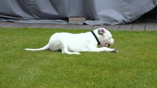 Dogo Argentino Puppy [upl. by Abdella]