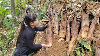 Look for large bamboo shoots protruding from the ground  triệu muội muội [upl. by Sura]