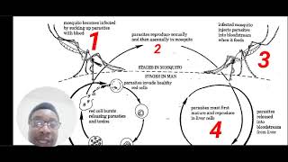 Combined science Revision • Oestrogen progesterone to communicable diseases [upl. by Dicky253]