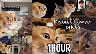 1 HOUR OF TWO CATS HAVING CONVERSATION MEME COMPILATION [upl. by Lenod]