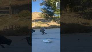 Hawk training utah hawk pets [upl. by Nothgiel]