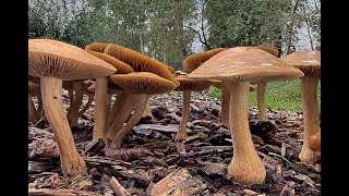 de eerste paddenstoelen van 2024 [upl. by Eittap]