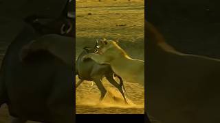 lion vs wildebeest animals wildanimal discovery [upl. by Essie]