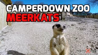 Camperdown Park Wildlife Centre Dundee with the Meerkats GoPro Hero 3 [upl. by Rech]