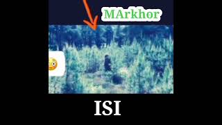 Markhor ISI [upl. by Isidore]