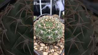 Gymnocalycium Baldianum gymnocalycium cactaceae [upl. by Etep]