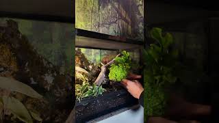 Set up a Dart Frog tanks with us in our ProRep Terrarium dartfrog [upl. by Amalita]