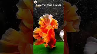 Rose Tail Thai Oranda Goldfish in Slow Motion thaioranda goldfishcorner [upl. by Hemetaf]