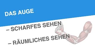 DAS AUGE – SCHARFES SEHEN – RÄUMLICHES SEHEN  Biologie  Biologie des Menschen Mittelstufe [upl. by Immanuel]