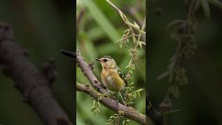 Goldcrest Regulus regulus [upl. by Nairahcaz679]