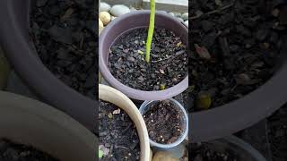 GROWING BAUHINIA FLOWER TREE countrylifevlog homegrown tree flowers [upl. by Enomaj]