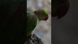 Parakeet eating seeds shorts wildlife [upl. by Junette]