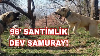 KUSURSUZ DEV GÜDÜK SOYU SAMURAYHERKESİ KENDİNE HAYRAN BIRAKACAK [upl. by Ytsirk360]