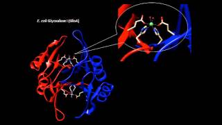 Bacterial glyoxalase I enzymes structural and biochemical investigations by John Honek [upl. by Nodgnal]