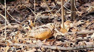 An American Woodcock in Central Park NYC [upl. by Moneta]