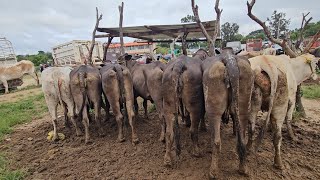 Plaza ganadera Las Monjas Mihuatlan de Porfirio Diaz Oaxaca México Toros Vacas becerros puercos aves [upl. by Acsisnarf]