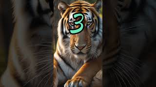 5 Amezing fact of about Tiger knowledge tiger wildlife animals nationalanimals [upl. by Acissej]