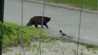 Cat vs magpie [upl. by Donavon]