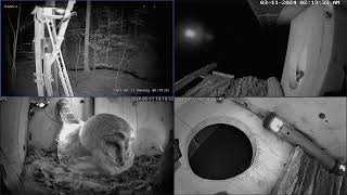 Barred Owl Leesville Owls Live Stream [upl. by Ahsinaj140]