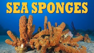 Sea Sponges  All About Sponges  What Is a Sponge  The Wonderful World of Invertebrates [upl. by Ahserak]