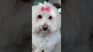 Sweet coton de tulear with those brown eyes🐾❤️ cotondetulear bonca sweetdog browneyes [upl. by Gitt]