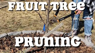 Pruning Young Plum Tree Short For Maximum Harvest and Health [upl. by Ruhl]