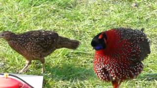 Satyr Tragopans [upl. by Aikenahs278]