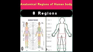 Human body regions anatomy and physiology  anatomical regions  anatomical quadrants and regions [upl. by Atinaw]