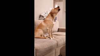 Watch a Cute Labrador Howling for the First Time [upl. by Anawed]