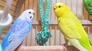 3 Hr Happy Parakeets Chirping Playing Eating Cute Budgies Chirping Reduce Stress of lonely Birds [upl. by Zeena]