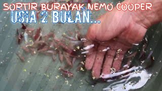 Sortir Burayak NEMO COOPER USIA 2 BULAN [upl. by Kyriako]