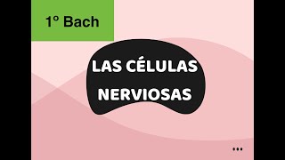 LAS CÉLULAS NERVIOSAS 1º BACH [upl. by Gwyn]