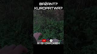 BAŻANT KUROPATWA Ostatnio za dużo tych zwierząt u mnie haha rzeka fishing wędkarstwo spinning [upl. by Ybreh]