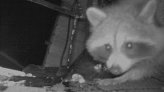 Raccoon Squeezes into Attic [upl. by Scurlock]