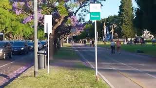 JACARANDA ARGENTINA [upl. by Storer833]