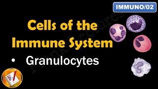 Cells of the Immune System PART I  GRANULOCYTES FLImmuno02 [upl. by Nerin]