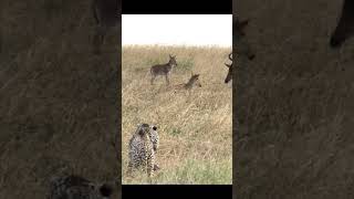 Cheetahs Are Huntingcheetahhunt [upl. by Mullins]