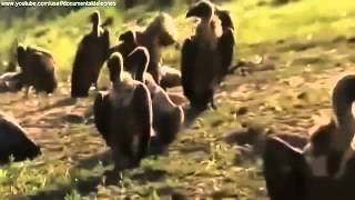 Documental National Geographic Leones Hienas y Perros Salvajes [upl. by Hana]